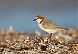 Red-capped Plover